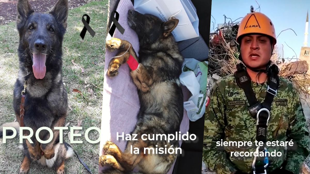 Adiós Proteo: perrito mexicano rescatista fallece en Turquía durante heroica labor