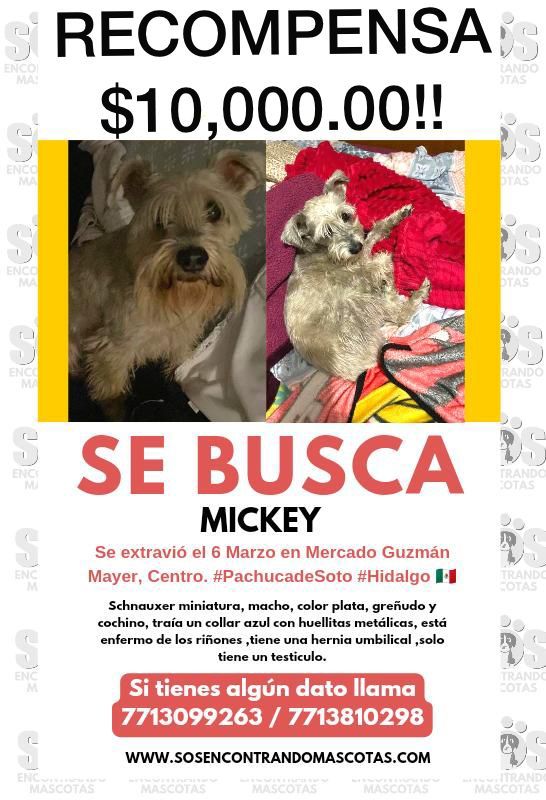 Ofrecen $10,000 de recompensa para recuperar a un perrito perdido en Pachuca