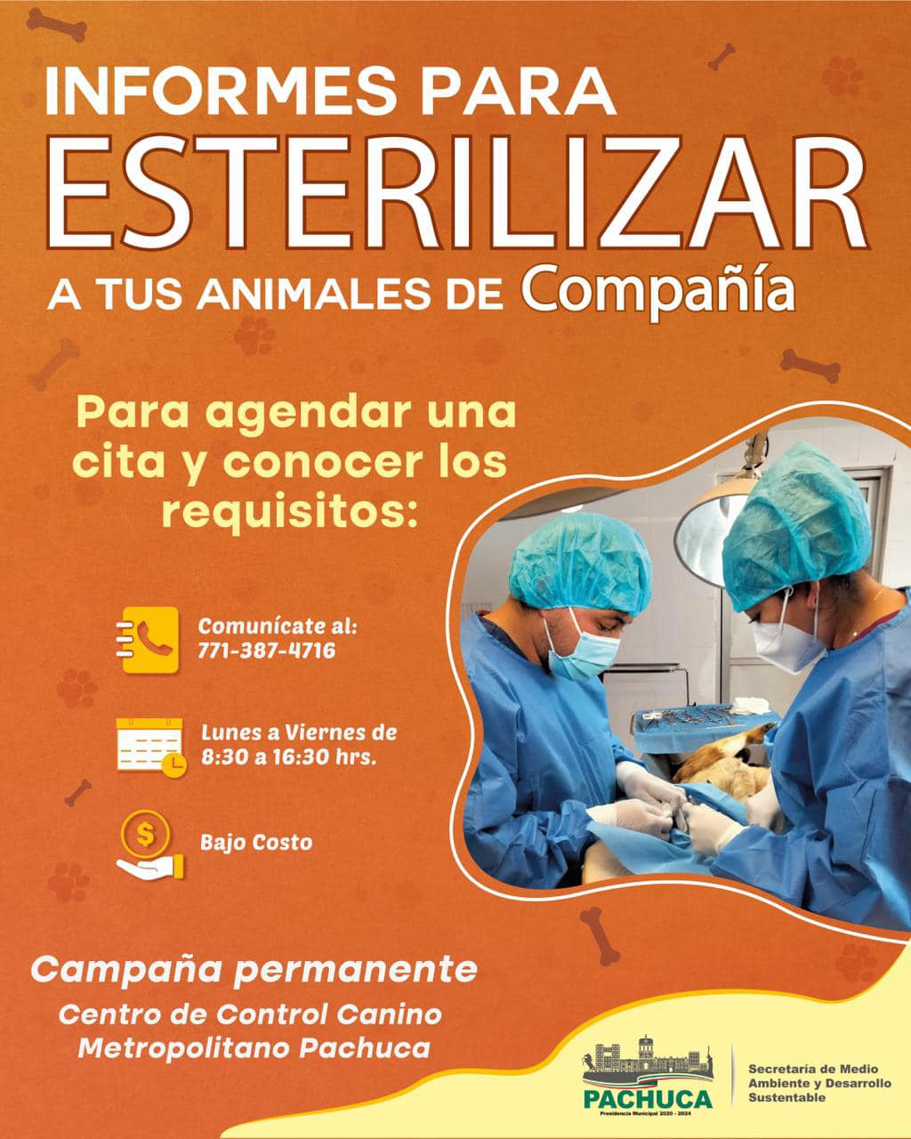 Campaña de esterilización de mascotas en Pachuca: precios y detalles