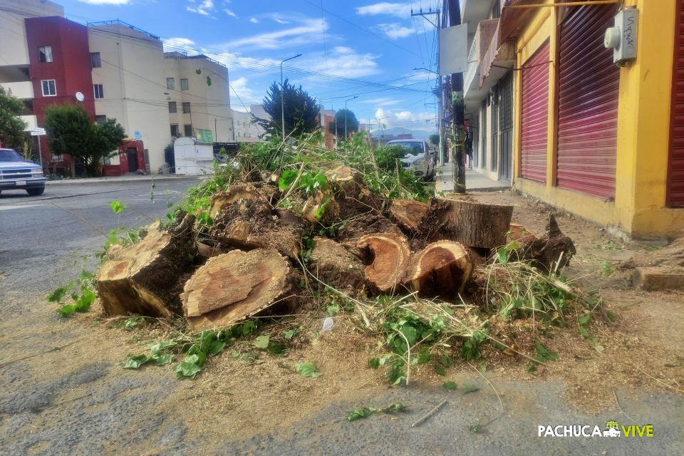 De por sí no hay muchos... derribado y destrozado en Pachuca, en pleno Día del Árbol