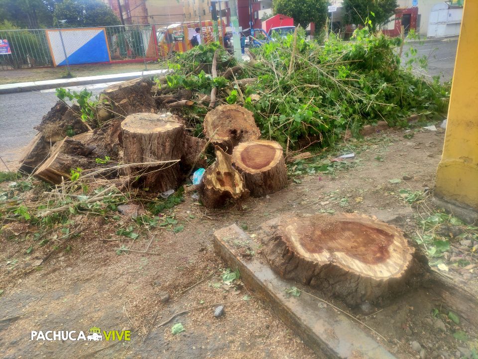 De por sí no hay muchos... derribado y destrozado en Pachuca, en pleno Día del Árbol