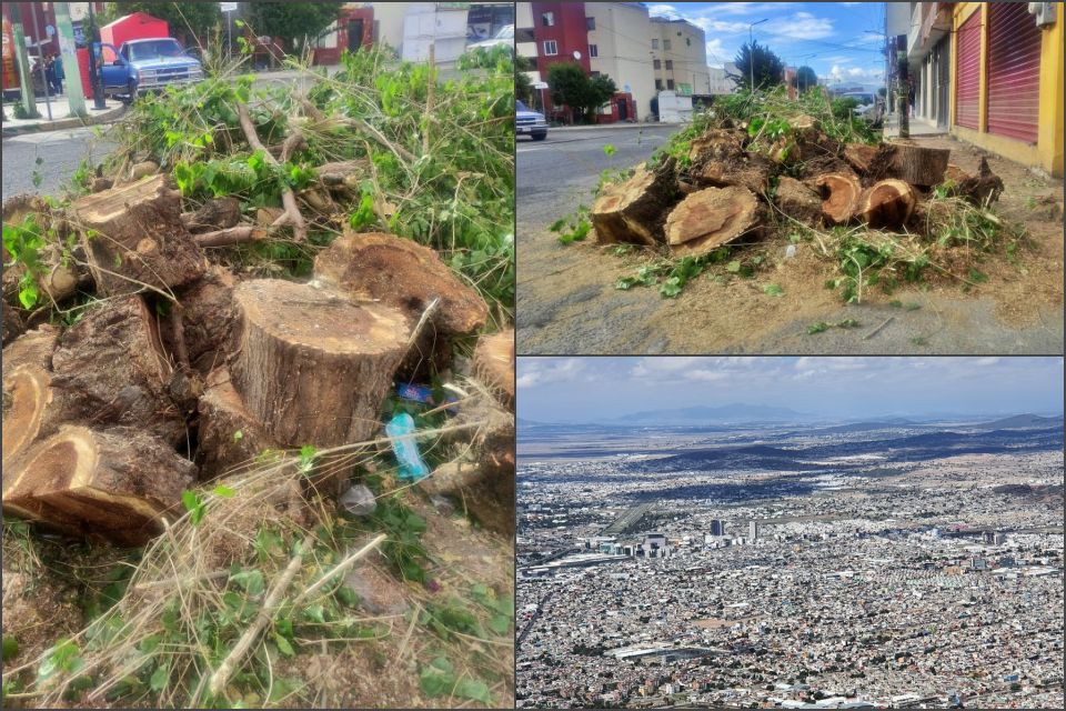 De por sí no hay muchos... derribado y destrozado en Pachuca, en pleno Día del Árbol