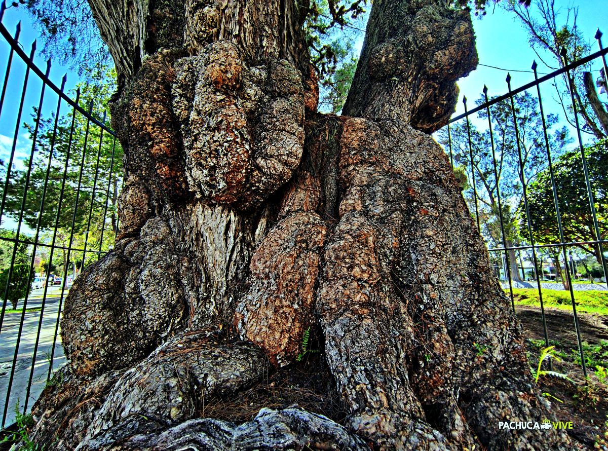 La leyenda de 'Francisquito, el Niño del Árbol' que habita en el parque Hidalgo de Pachuca