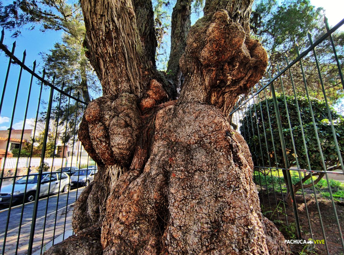 La leyenda de 'Francisquito, el Niño del Árbol' que habita en el parque Hidalgo de Pachuca