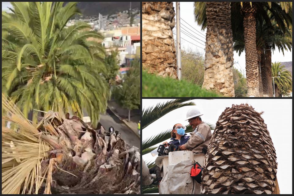 ¿Están enfermas? Examinan palmeras deterioradas en Pachuca