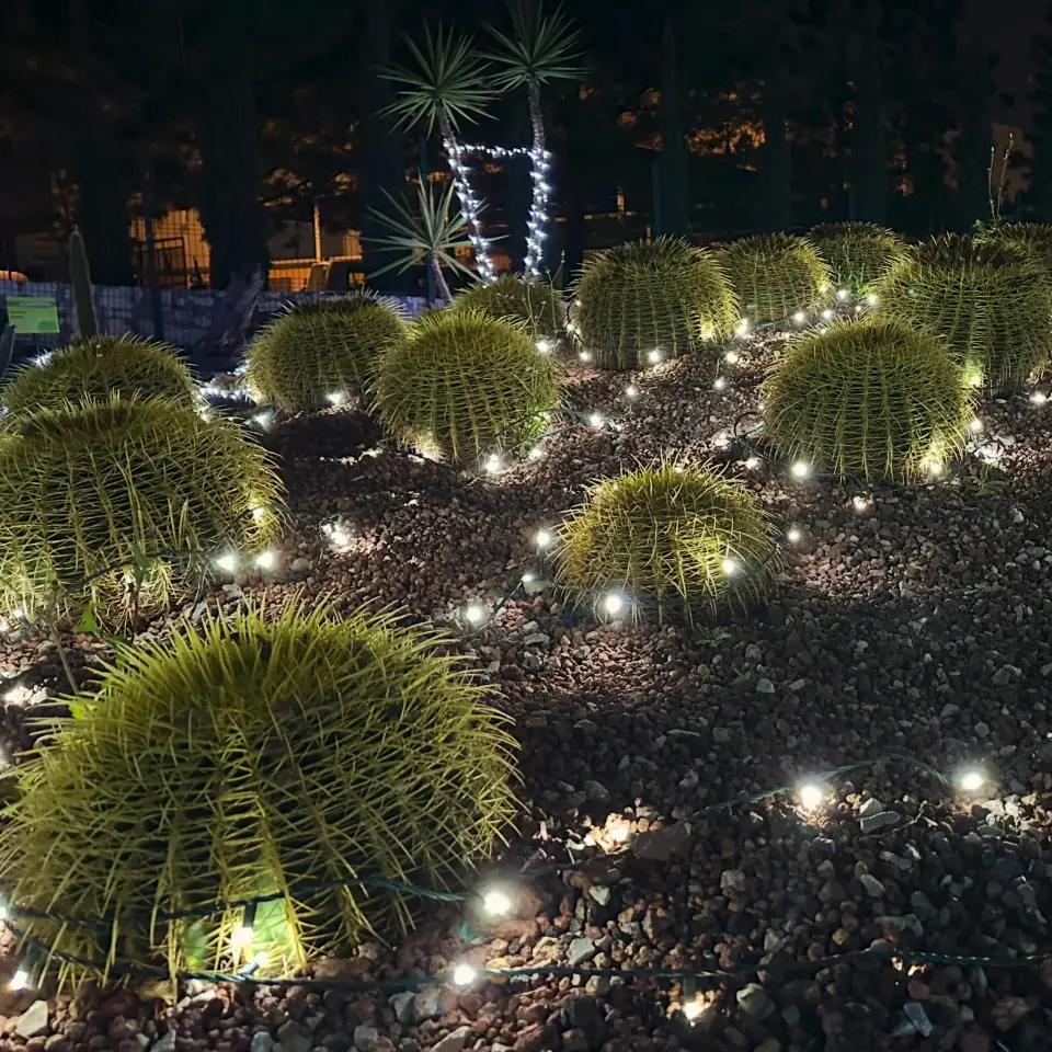 #Galería: Dinoparque iluminado, los dinosaurios se pusieron navideños en Pachuca