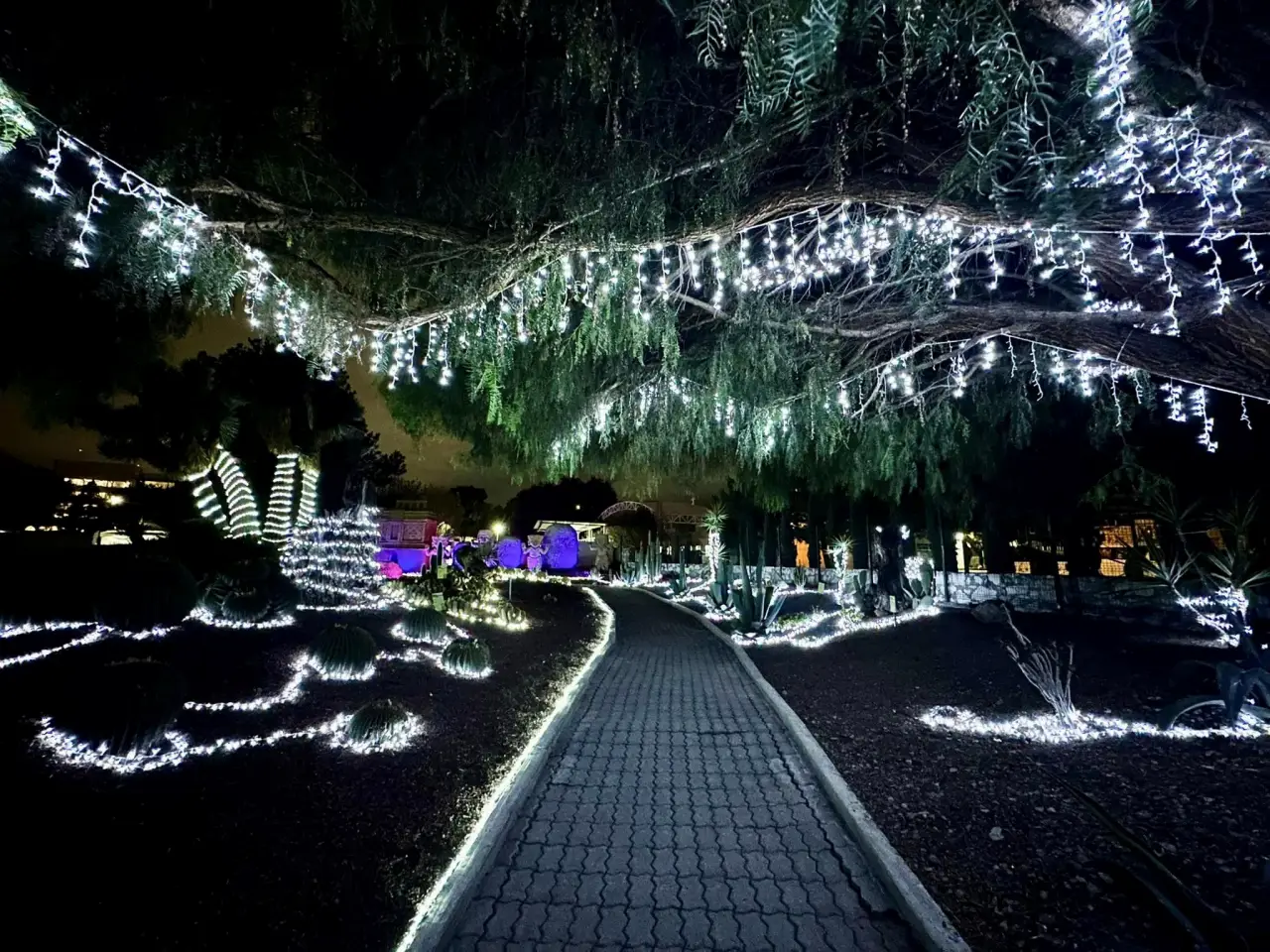 #Galería: Dinoparque iluminado, los dinosaurios se pusieron navideños en Pachuca