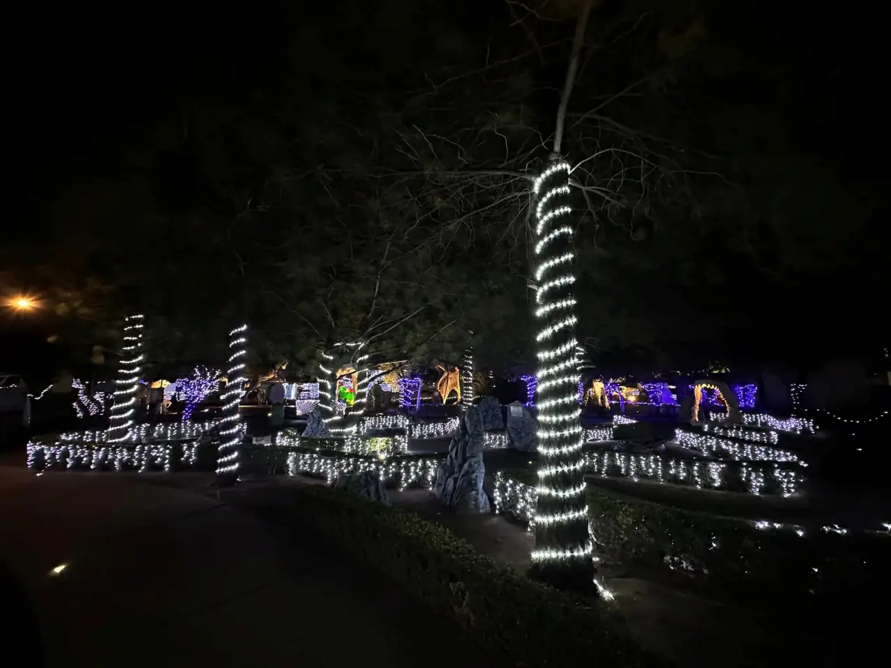 #Galería: Dinoparque iluminado, los dinosaurios se pusieron navideños en Pachuca