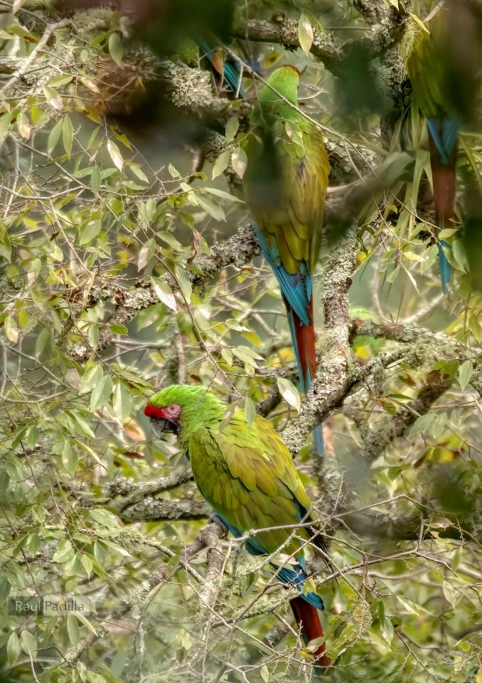 ¡Hay guacamayas en Hidalgo! Confirman presencia en la entidad de esta bella especie en riesgo