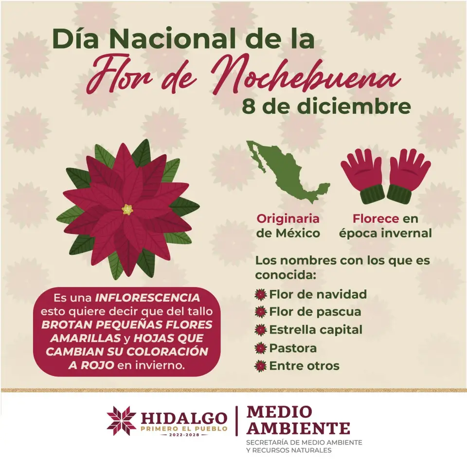 La flor de nochebuena, así es la leyenda y su historia de esta especie nativa de México