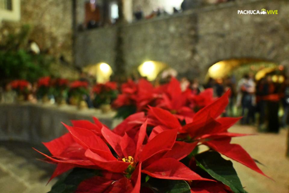 La flor de nochebuena, así es la leyenda y su historia de esta especie nativa de México