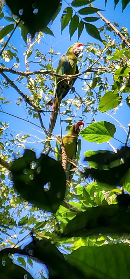 ¡Bello! Guacamayas hacen de Hidalgo su hogar: detectan nuevas parvadas | VIDEO