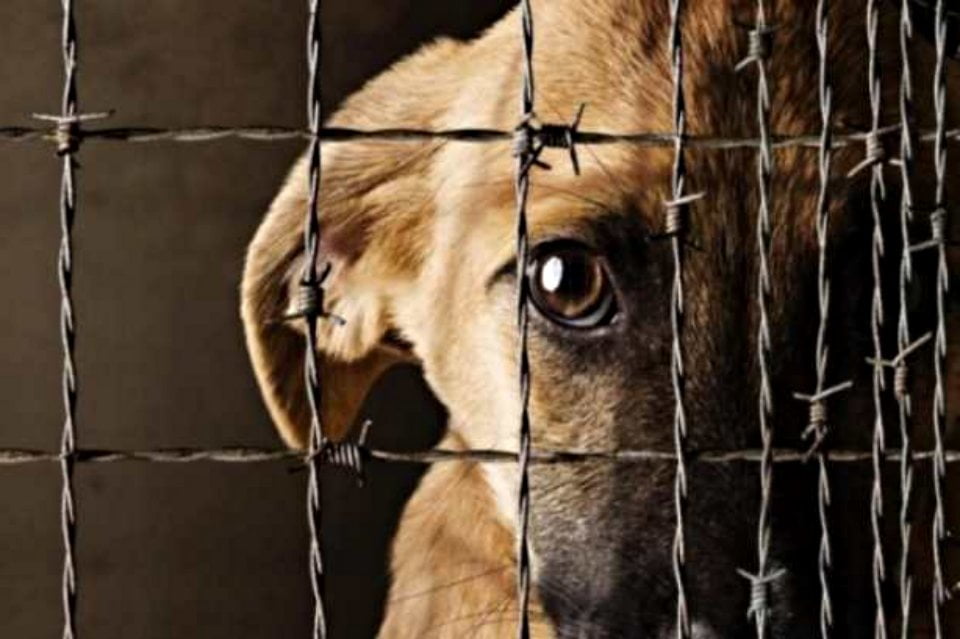 ¡El abandono de mascotas ya es delito en Hidalgo! Congreso aprueba penas más severas por maltrato animal