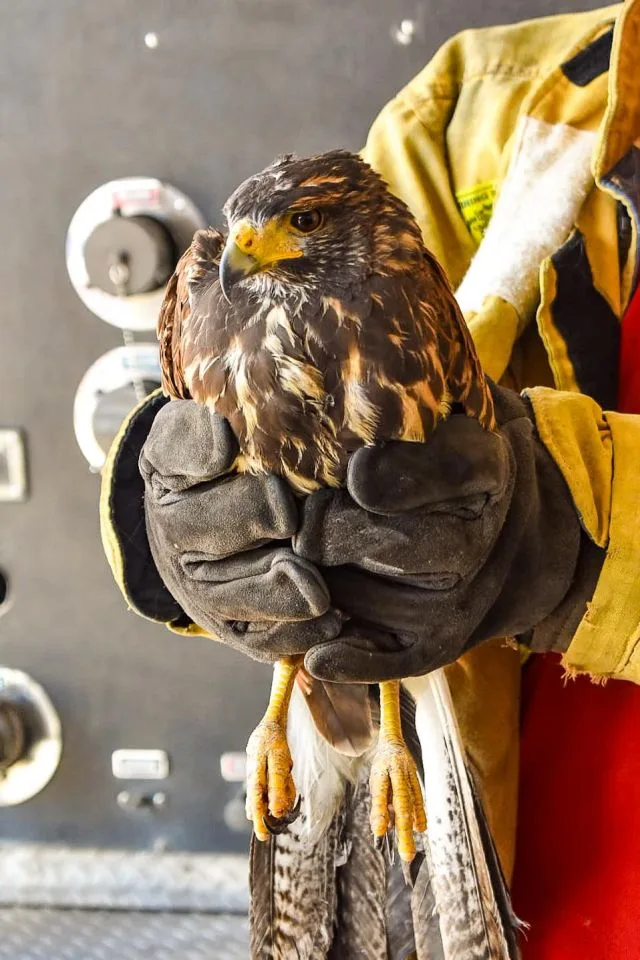 Bomberos rescatan bello ejemplar de Aguililla de Harris en Hidalgo, especie en riesgo