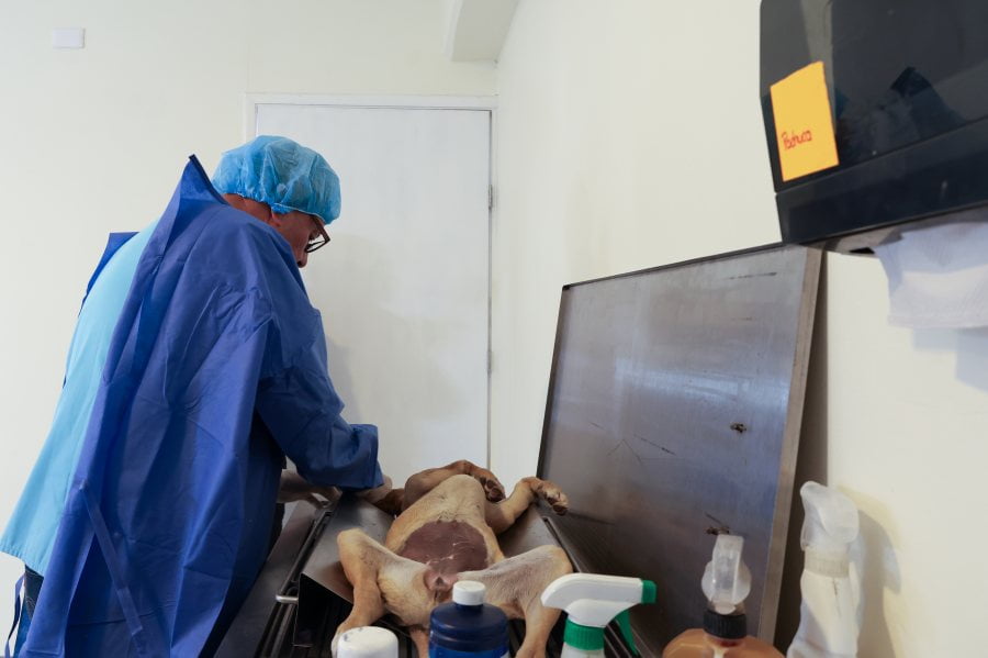 #Galería: Así es el Centro de Atención Integral Veterinario de Pachuca