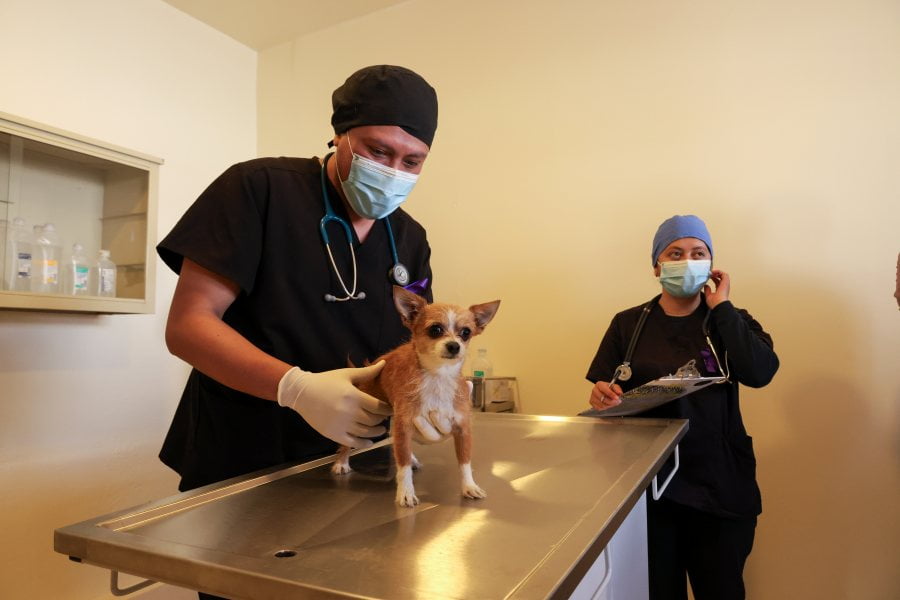 #Galería: Así es el Centro de Atención Integral Veterinario de Pachuca