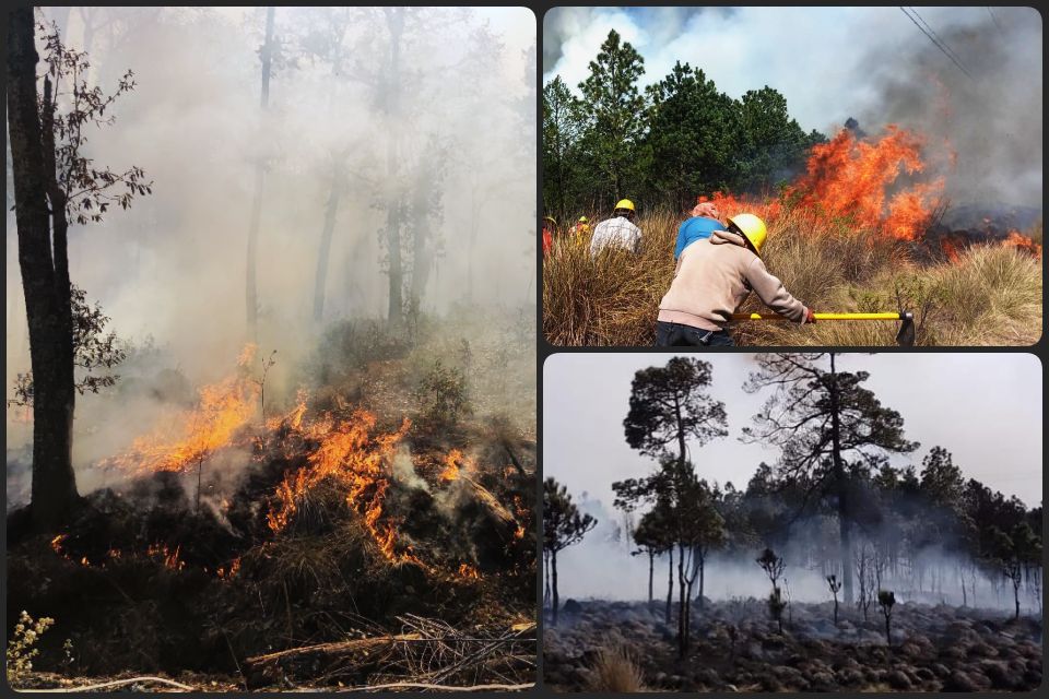 Más de 40 hectáreas han sido consumidas en Hidalgo en lo que va del año por incendios forestales