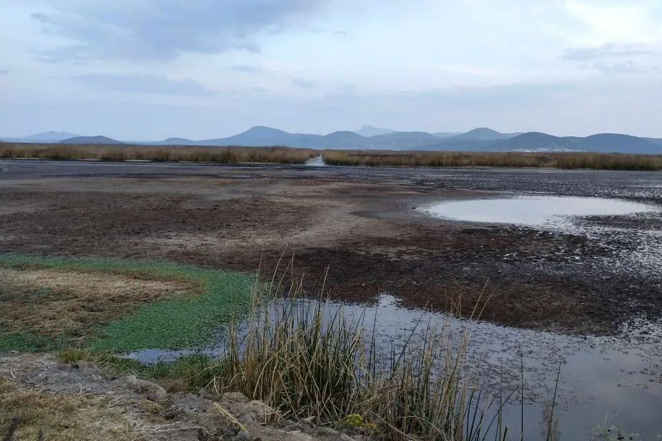 ¡Preocupante! Está desapareciendo el último humedal del Valle de México, patrimonio ecológico de Hidalgo