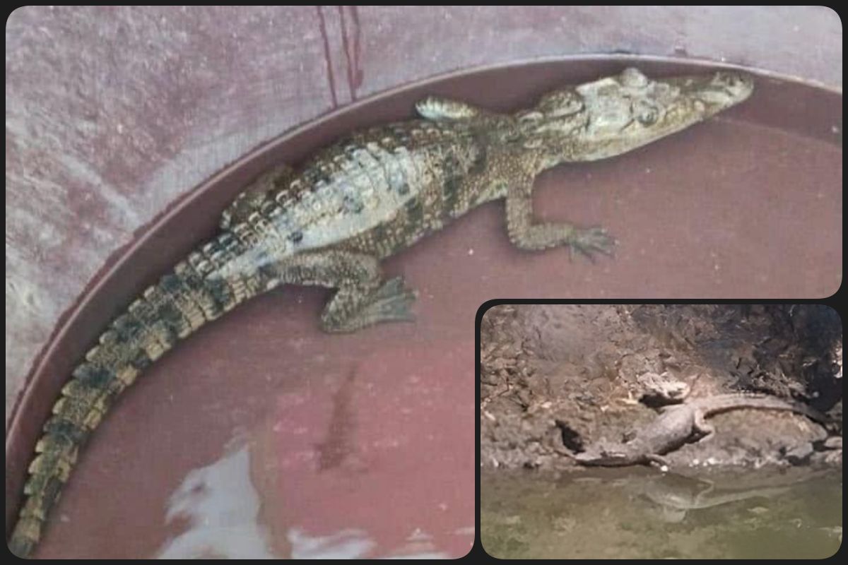 ¡Curioso hallazgo! Aparece cocodrilo en canal de aguas negras, en Hidalgo