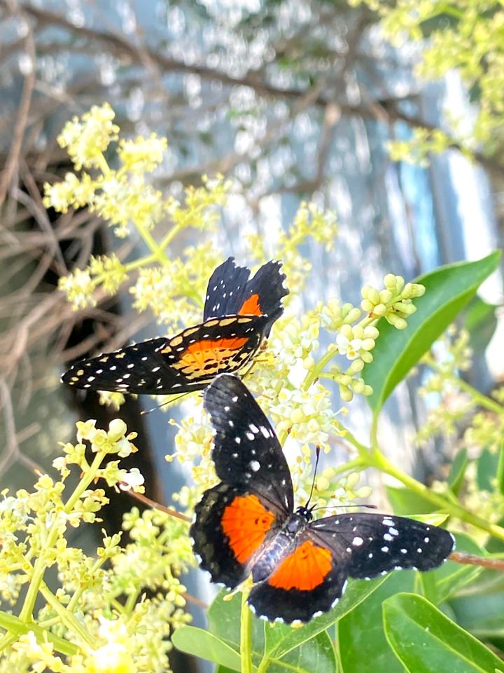 ¡Calor atípico! Las altas temperaturas son el motivo del avistamiento inusual de mariposas en Pachuca