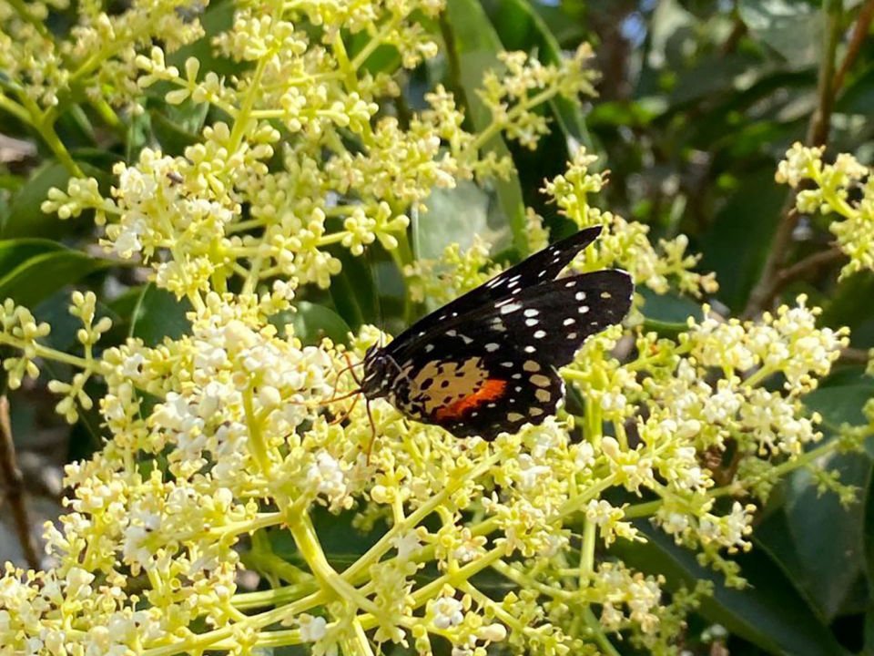 ¡Calor atípico! Las altas temperaturas son el motivo del avistamiento inusual de mariposas en Pachuca