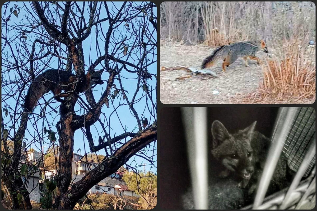 ¡Bello! Rescatan a un zorro que deambulaba perdido y desorientado en Pachuca