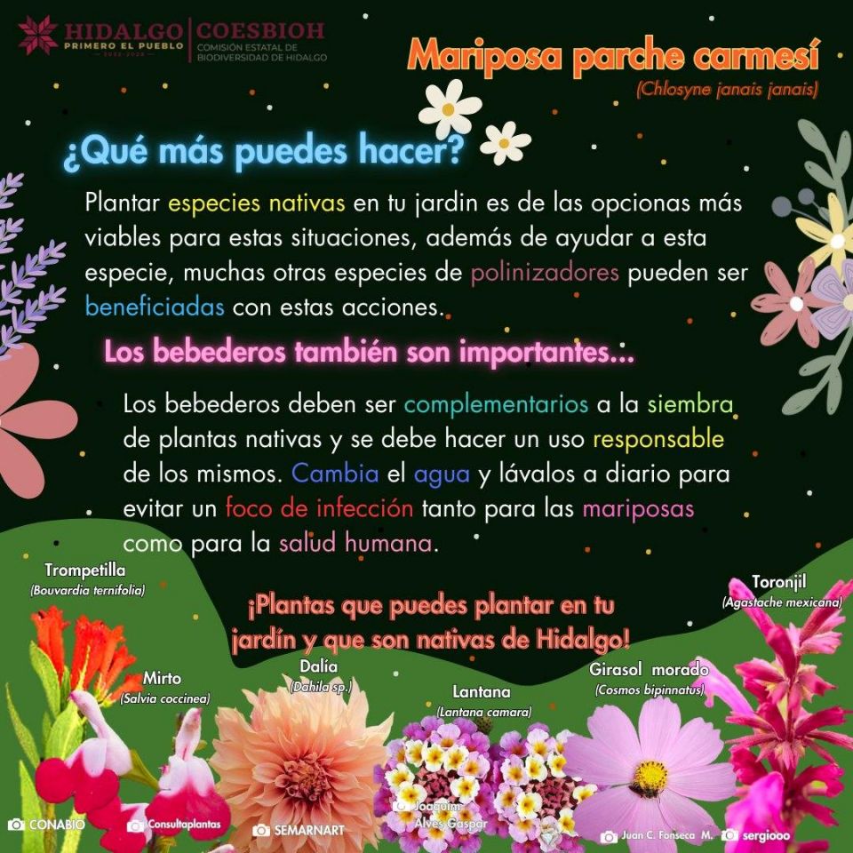 ¡Apóyalas! Estas son las plantas que puedes colocar en tu jardín para ayudar a las mariposas parche carmesí