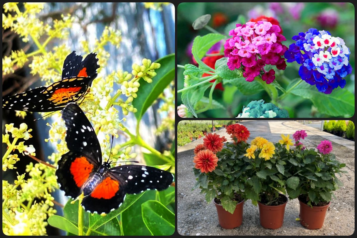 ¡Apóyalas! Estas son las plantas que puedes colocar en tu jardín para ayudar a las mariposas parche carmesí