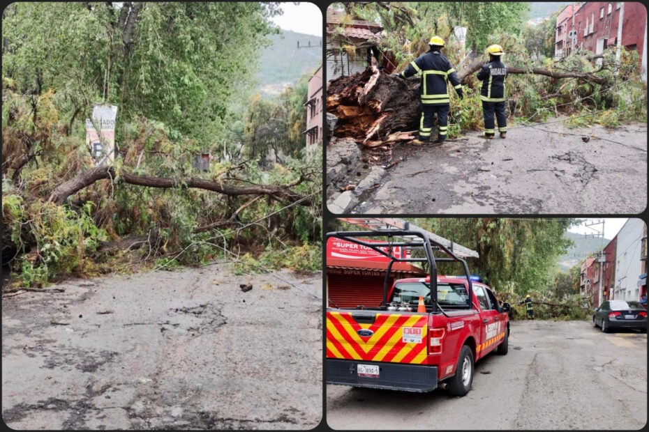 Caída de árbol ocasiona daños en postes, telefonía y negocios del centro de Pachuca