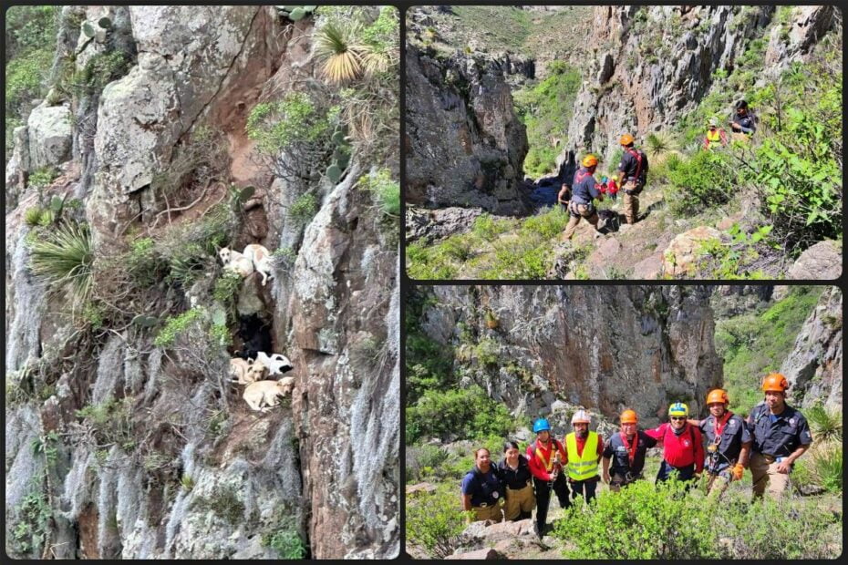 ¡Héroes sin capa! Voluntarios y Protección Civil rescatan a perritos atrapados en un precipicio de Pachuca