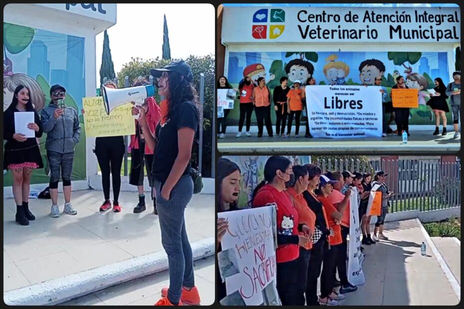 Flamante centro veterinario de Sergio Baños se ha convertido en una "perrera", denuncian activistas