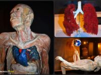 'Our Body': llega a Pachuca la fascinante exposición itinerante más vista de todos los tiempos