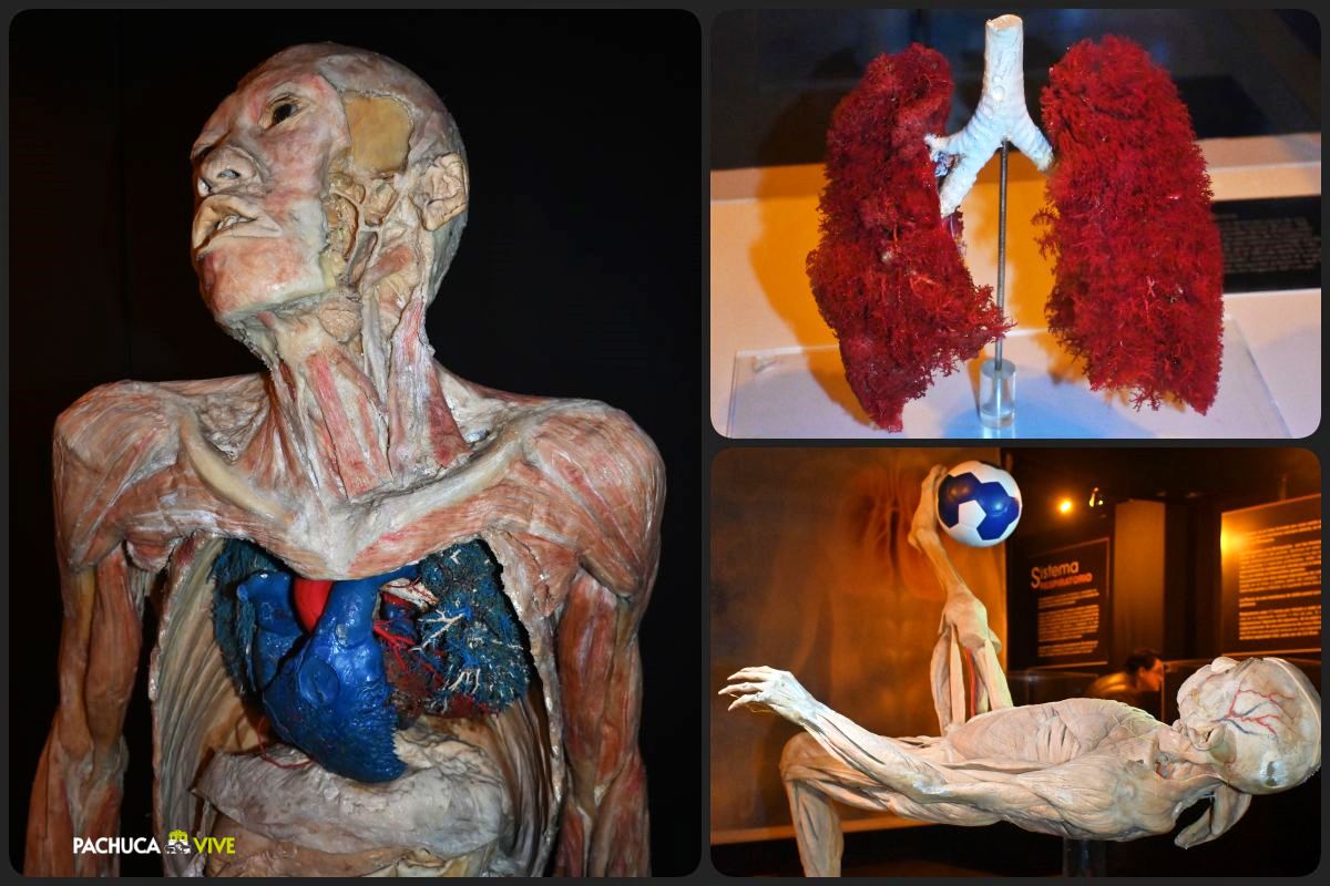 'Our Body': llega a Pachuca la fascinante exposición itinerante más vista de todos los tiempos