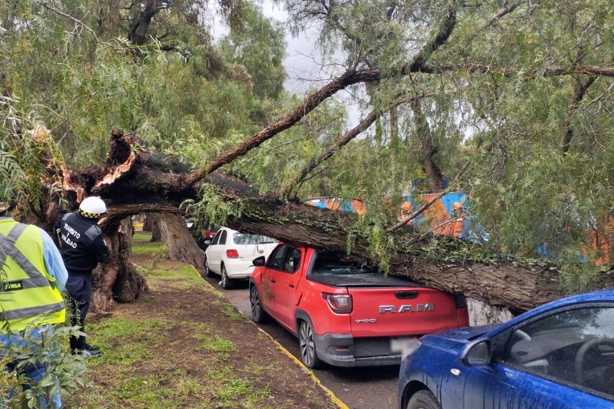 Cae árbol sobre una camioneta en Pachuca; hay cierre de avenida