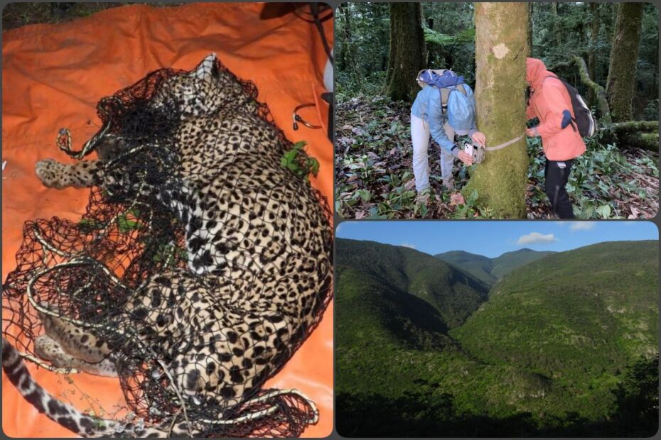 Instalan cámaras trampa en región de Hidalgo donde fue hallado el jaguar 'Pacus'