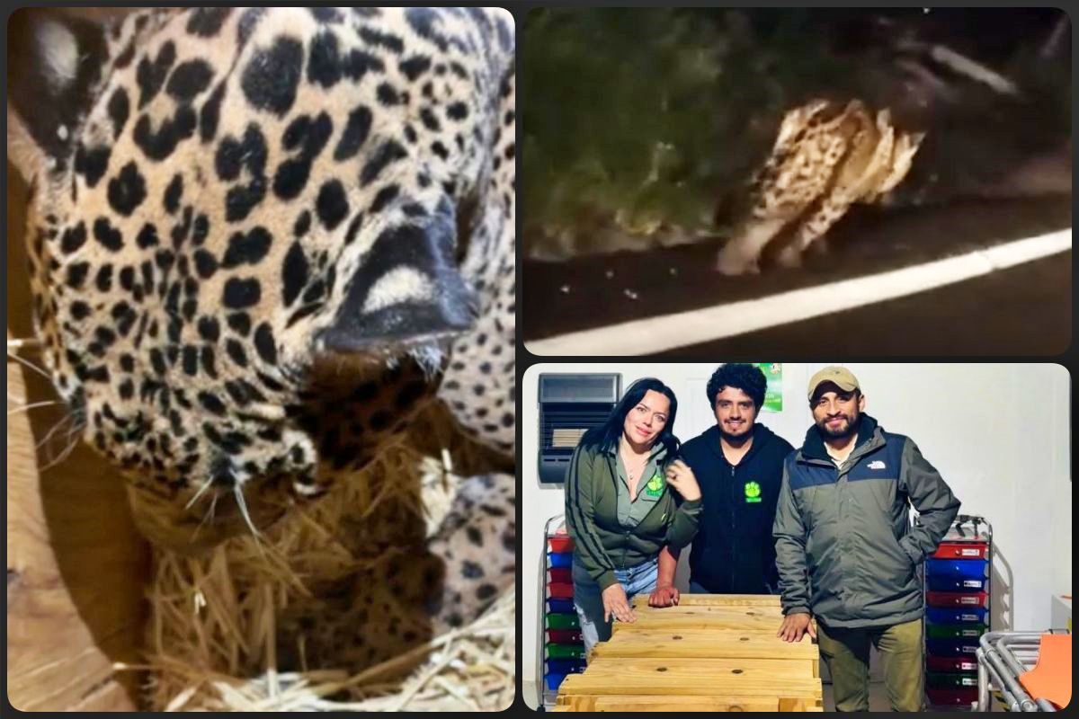 Rescatan y trasladan a Pachuca a jaguar que deambulaba herido en carretera de Hidalgo; su estado es crítico