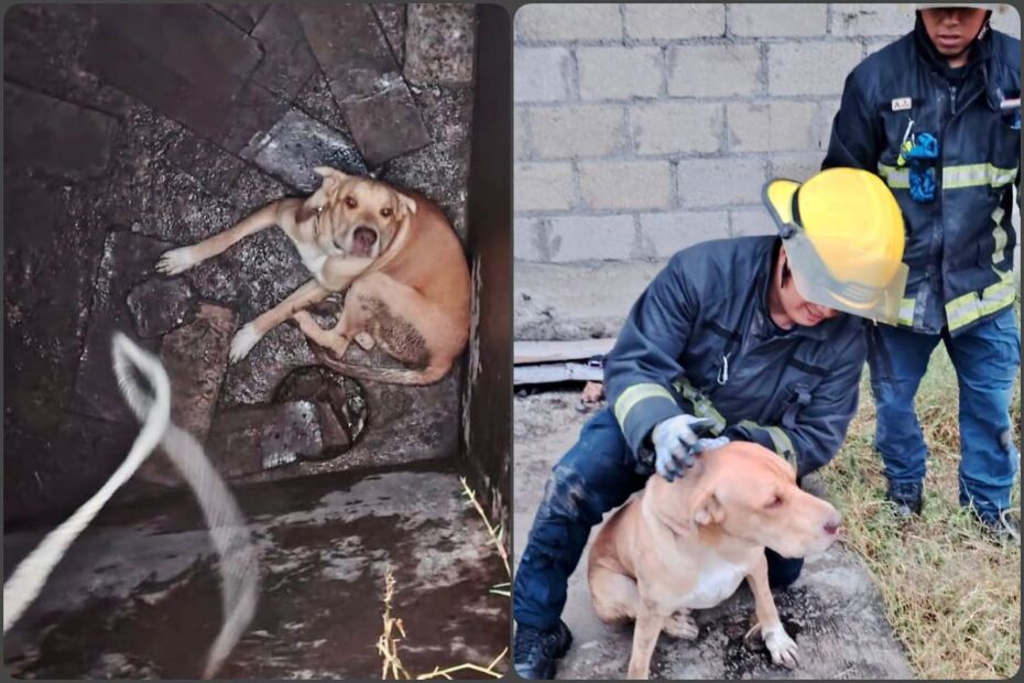 Lomito intentó refugiarse de la lluvia en Pachuca y cayó en una cisterna; bomberos lo rescatan