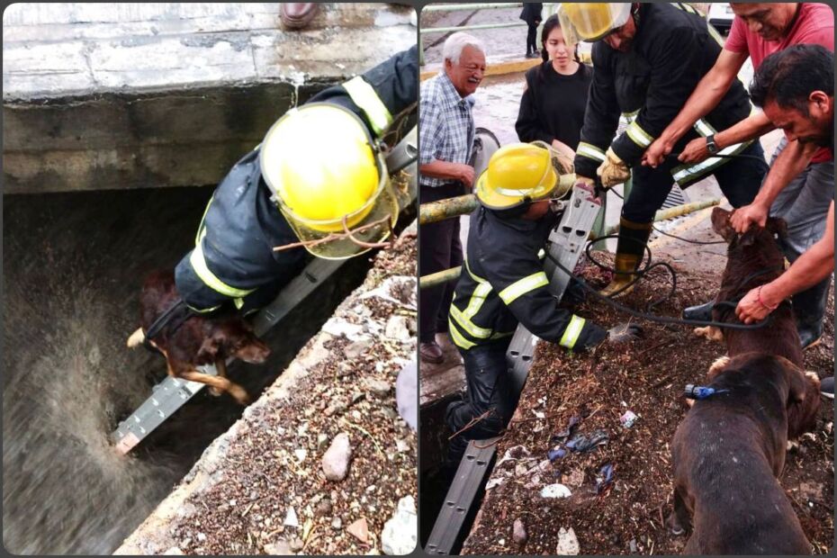 Por poco se los lleva la corriente: dos perritos tuvieron que ser rescatados tras la lluvia torrencial en Pachuca