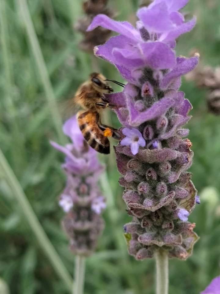 Rancho de Hidalgo recibe premio internacional por su Gran Santuario de la Abeja