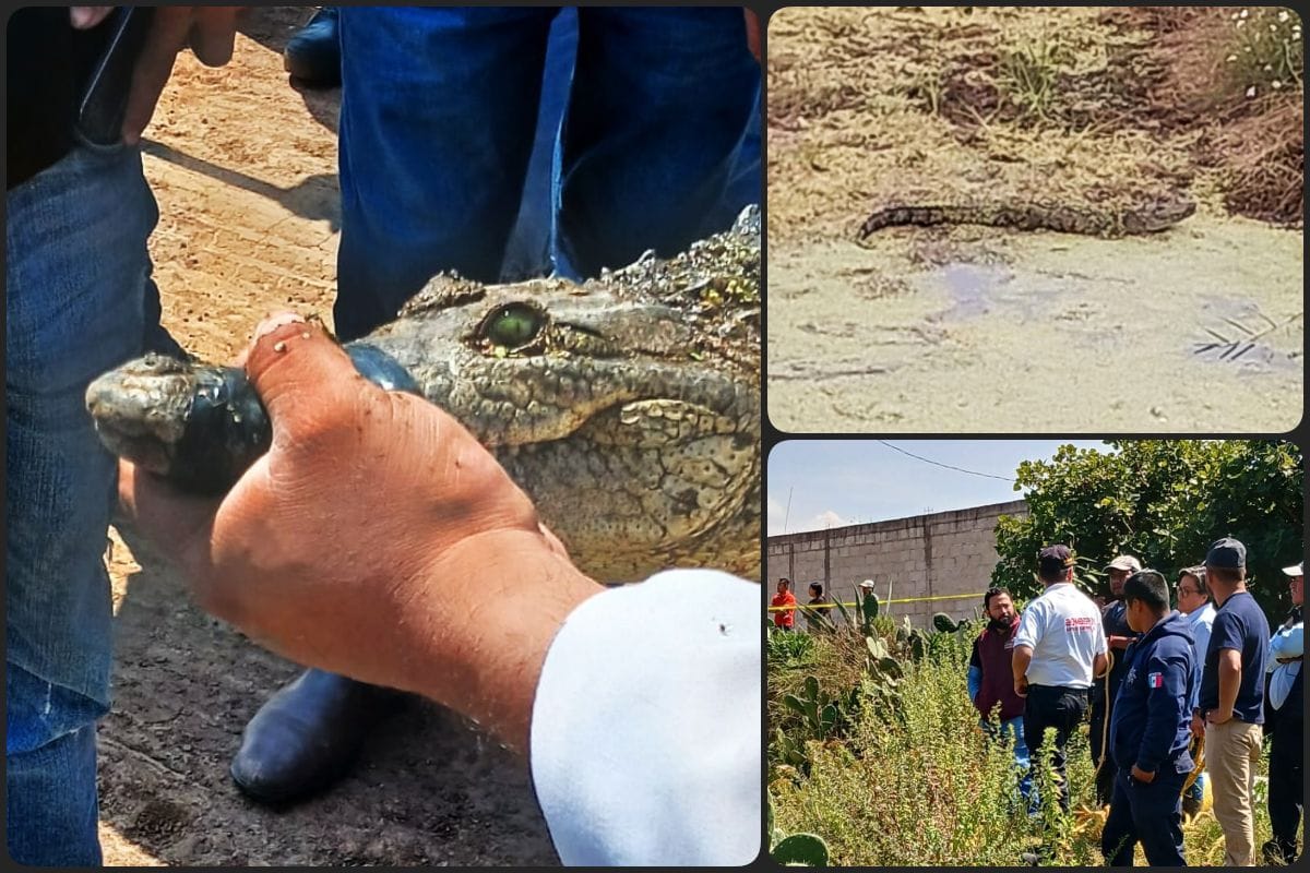 Cocodrilo paseaba alegremente devorando gallinas en Hidalgo