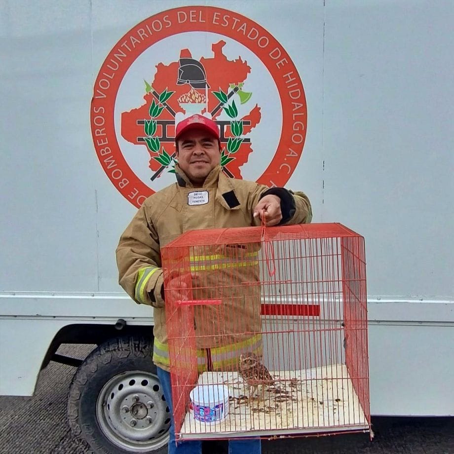 Bomberos Voluntarios rescatan bello tecolotito que impactó contra un auto; ya se recupera en Pachuca