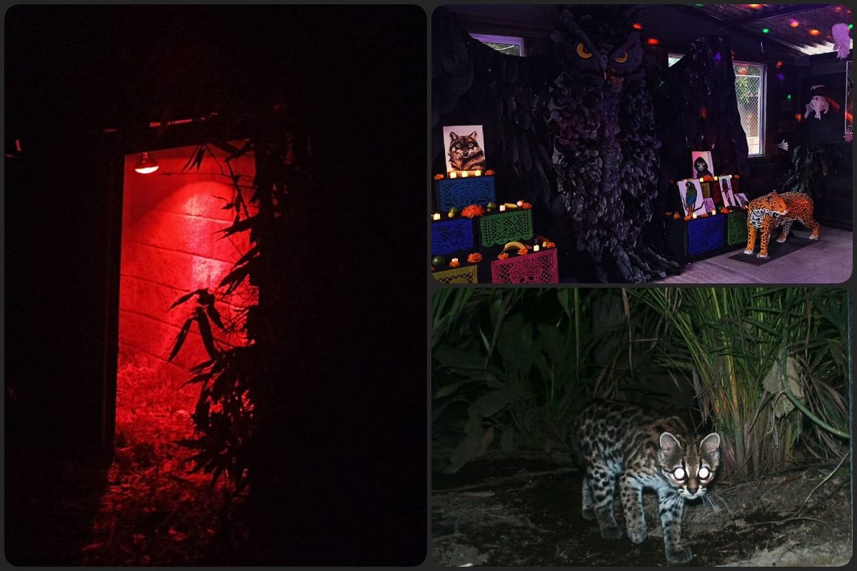 Pachuca tendrá su 'Wildween', una mágica experiencia nocturna en la Unidad de Fauna Silvestre