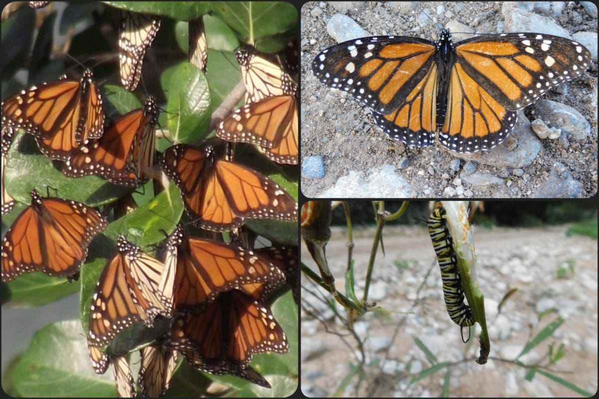 Trabajan en rescate del Corredor Hidalguense de la Mariposa Monarca