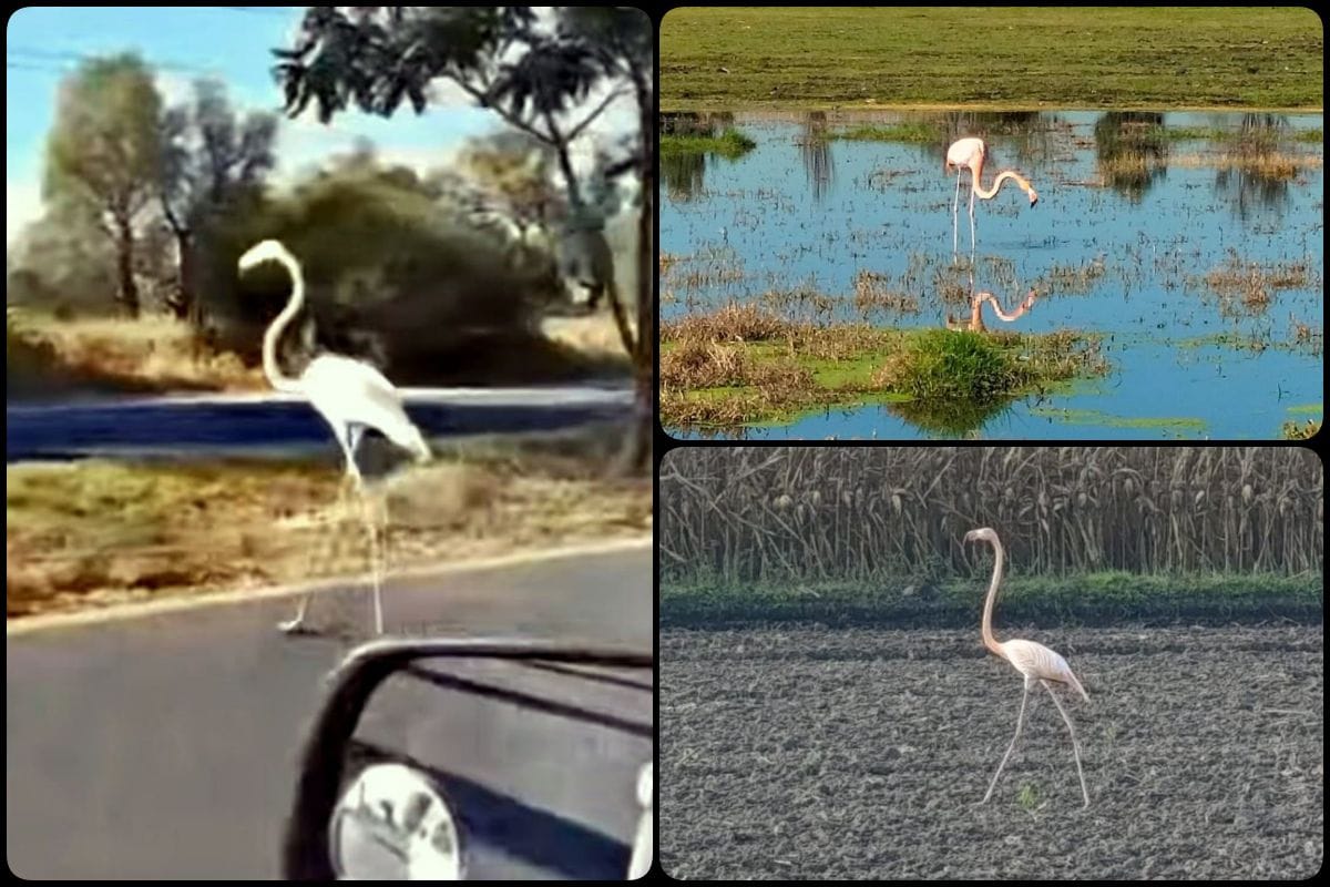 Captan a exótica ave rosada no endémica paseándose alegremente por Hidalgo | VIDEO