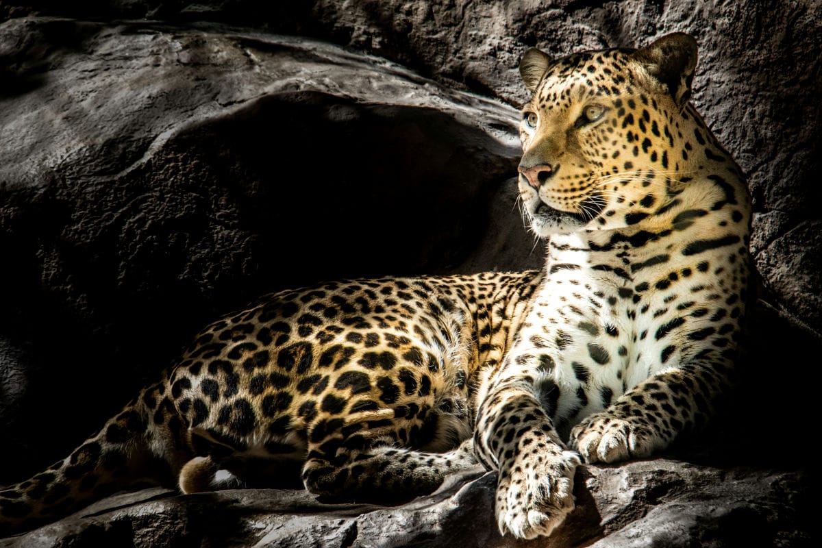 Promueven conservación del jaguar en Hidalgo, especie en peligro de extinción