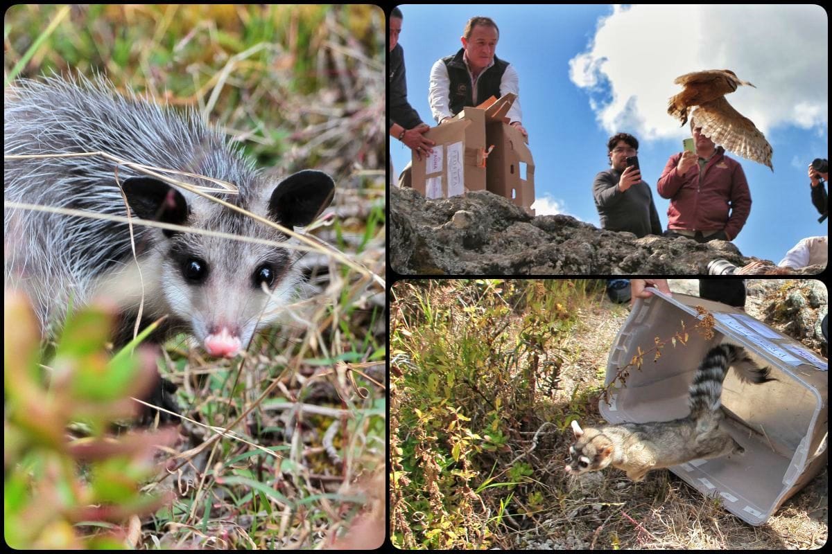 Animalitos rehabilitados en Pachuca son liberados en su hábitat en el bosque