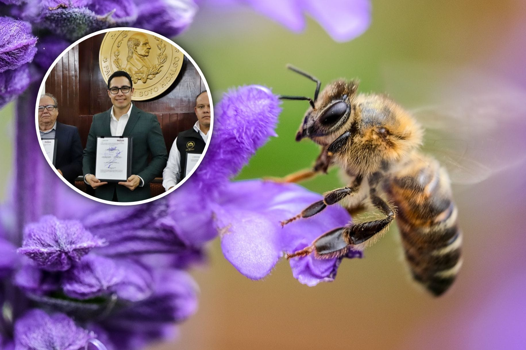 Pachuca se convierte en ciudad protectora de las abejas