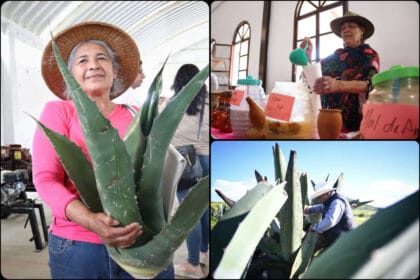 Hidalgo sigue como líder indiscutible en producción de maguey pulquero en el país