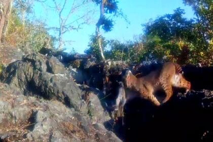 Captan bello lince rojo cazando en reserva natural de Hidalgo | VIDEO