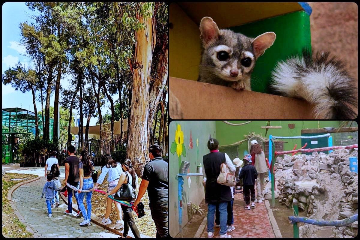 Unidad de Rescate de Fauna Silvestre en Pachuca ofrece recorridos guiados gratuitos